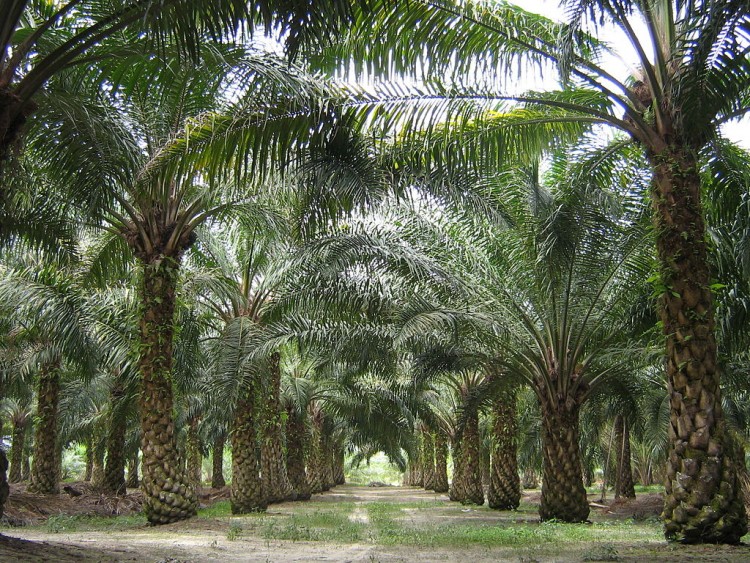 1024px-oilpalm_malaysia-750x563